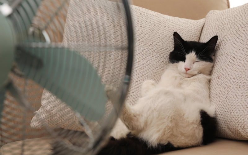 Should I Select “On” or “Auto” Fan Setting on My Thermostat? Cute fluffy cat enjoying air flow from fan on sofa indoors. Summer heat.